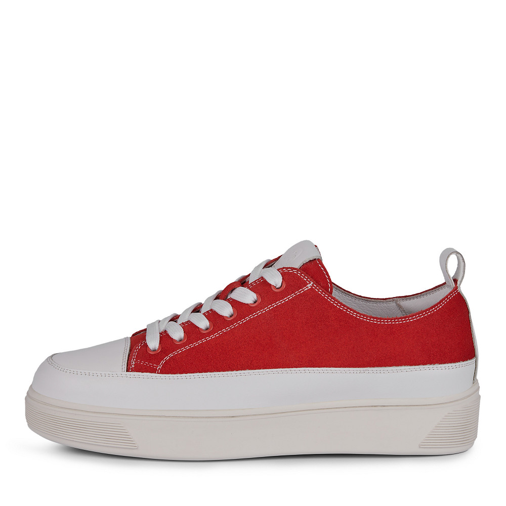 SALAMANDER SALAMANDER